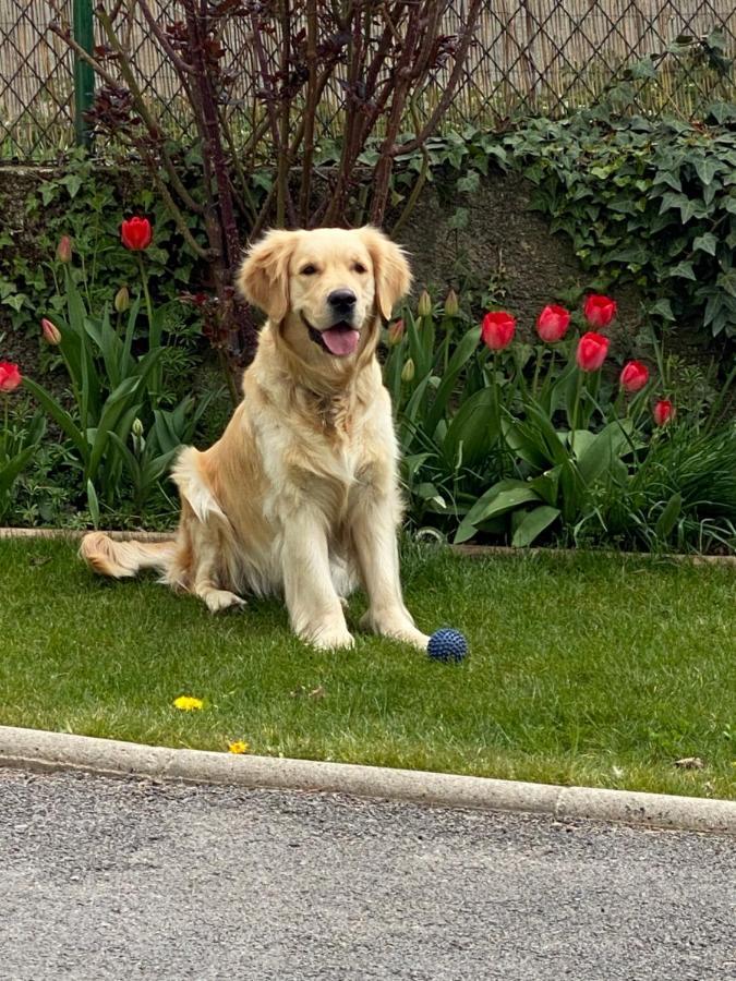 Chez Helene 3 Etoiles, Labellise Disabled Pmr,Pour 4 Personnes Chiens Bienvenus-Pet Friendly Apartment Bourg-Madame Exterior photo